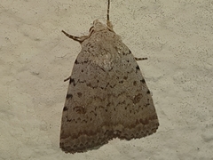 Caradrina selini