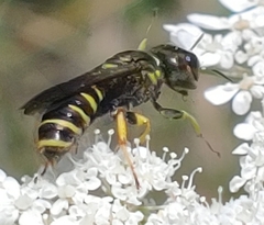 Ectemnius decemmaculatus