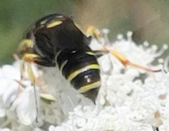Ectemnius decemmaculatus