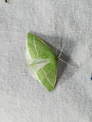 Synchlora faseolaria