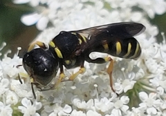 Ectemnius decemmaculatus