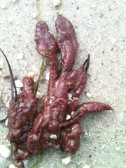 Clathria prolifera