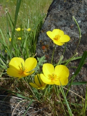 Eschscholzia lobbii