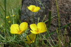 Eschscholzia lobbii