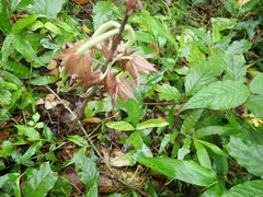 Eulophia zollingeri