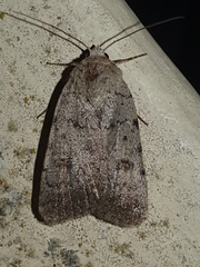Caradrina selini