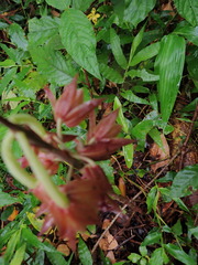 Eulophia zollingeri