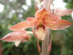Eulophia zollingeri