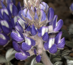 Lupinus duranii
