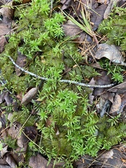 Hylocomium splendens image