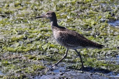 Tringa semipalmata semipalmata