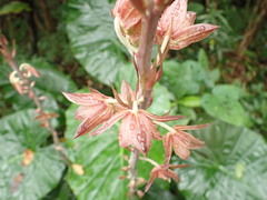 Eulophia zollingeri