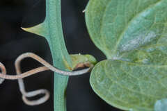 Smilax campestris