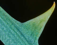 Smilax campestris