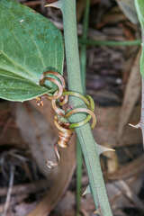 Smilax campestris