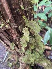 Homaliodendron flabellatum