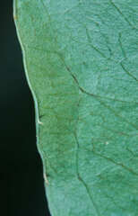 Smilax campestris