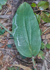 Smilax campestris
