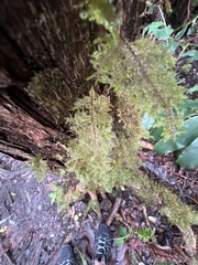 Homaliodendron flabellatum