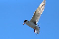 Sterna hirundo hirundo