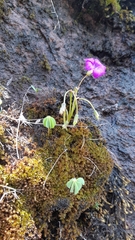 Oxalis hernandesii