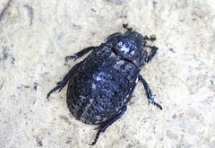 Trox perlatus