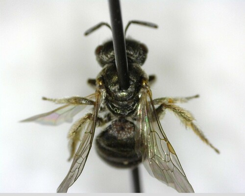 iNaturalist observation photo of Tripartite Sweat Bee