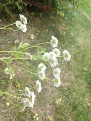Tanacetum parthenium