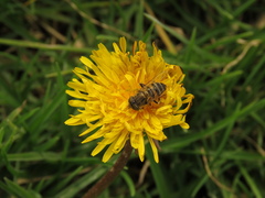 Eristalodes