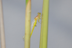 Ceriagrion melanurum
