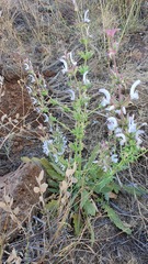 Salvia palaestina