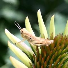 Melanoplus