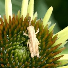 Melanoplus
