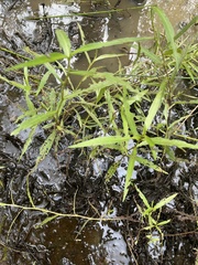 Persicaria setacea