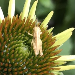 Melanoplus