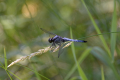 Orthetrum melania