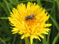 Asemosyrphus mexicanus
