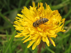 Eristalodes