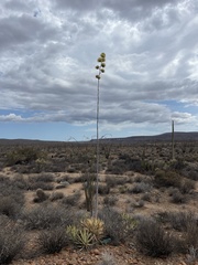 Agave cerulata