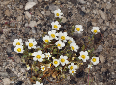 Linanthus inyoensis