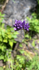 Dichelostemma congestum