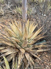 Agave cerulata