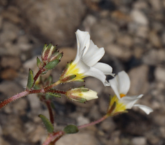 Linanthus inyoensis