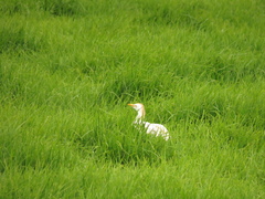 Bubulcus ibis
