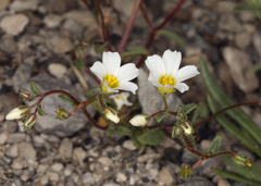 Linanthus inyoensis
