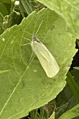 Pieris rapae