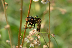 Cophinopoda