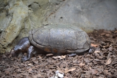 Kinosternon hirtipes