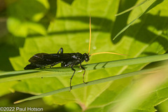 Gnamptopelta obsidianator