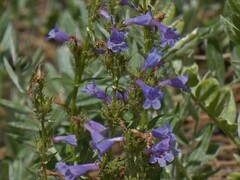 Penstemon virens